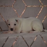 Chiot whippet(réservée) #3