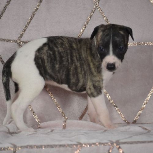 Whippets ( reservée) #0