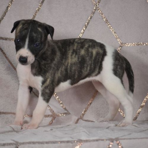 Whippets ( reservée) #2