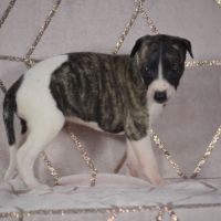 Whippets ( reservée)