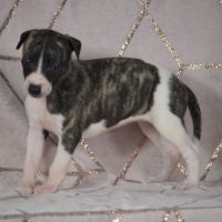 Whippets ( reservée) #2