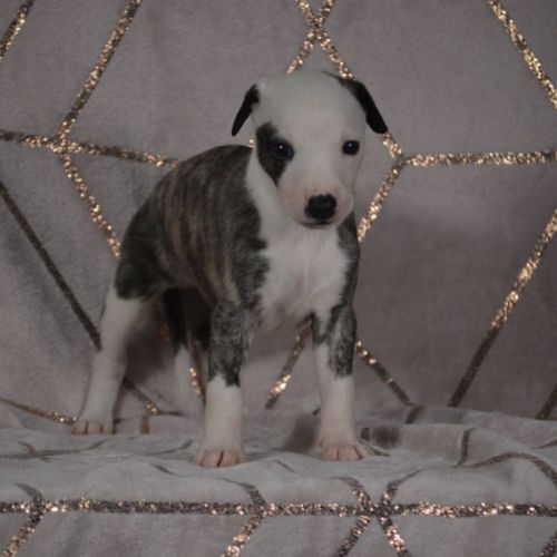 Whippets ( reservée) #1