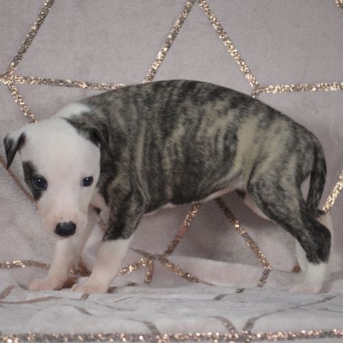 Whippets ( reservée) #0