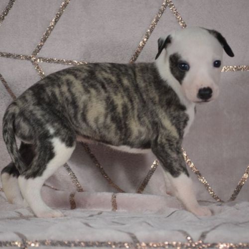 Whippets ( reservée) #3