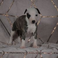 Whippets ( reservée) #1