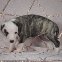 Whippets ( reservée)