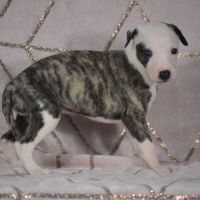 Whippets ( reservée) #3