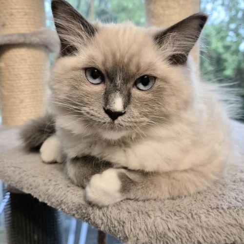 Magnifique chaton ragdoll #1