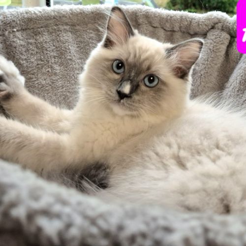 Magnifique chaton ragdoll #2