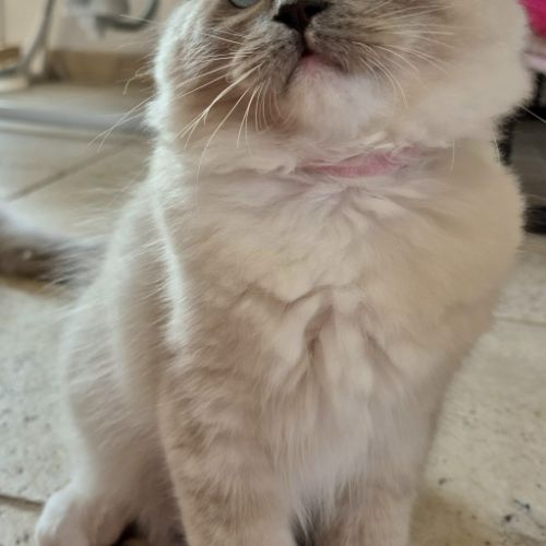 Magnifique chaton ragdoll #3