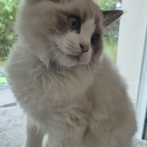 Magnifique chaton ragdoll #5