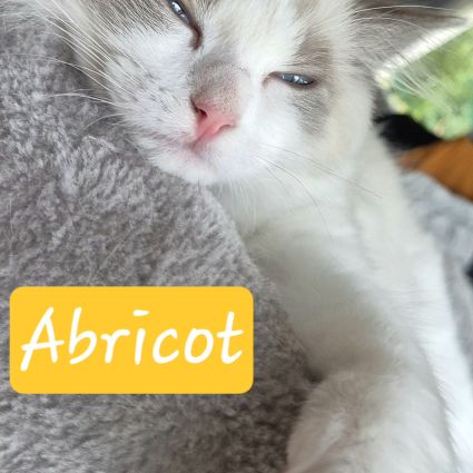 Magnifique chaton ragdoll #8