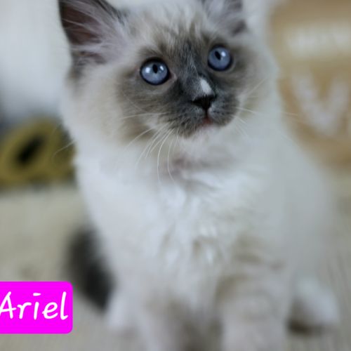 Magnifique chaton ragdoll