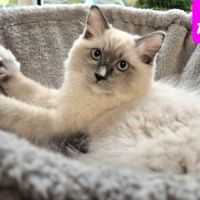 Magnifique chaton ragdoll #2