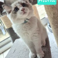 Magnifique chaton ragdoll #4