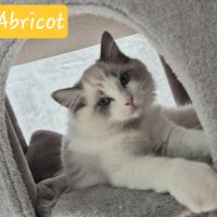 Magnifique chaton ragdoll #6