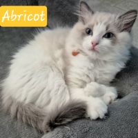Magnifique chaton ragdoll #7