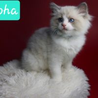 Magnifique chaton ragdoll #10