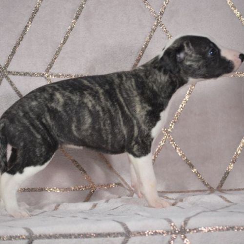 Whippets ( reservée) #3