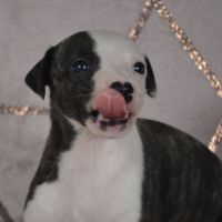 Whippets ( reservée) #2