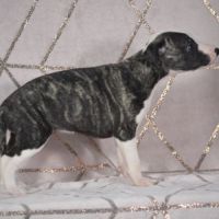 Whippets ( reservée) #3