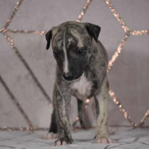 Chiots wippet(réservée) #1