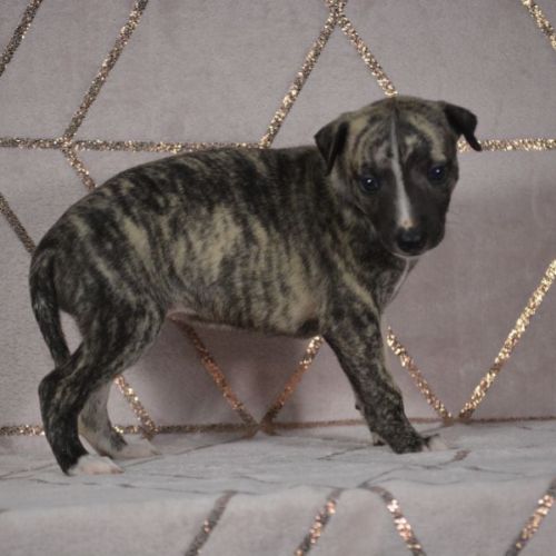 Chiots wippet(réservée) #0