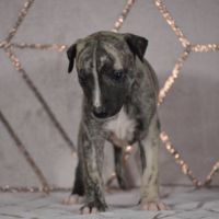 Chiots wippet(réservée) #1