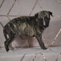 Chiots wippet(réservée)