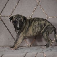 Chiots wippet(réservée) #3