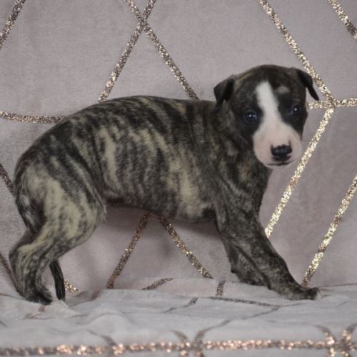 Whippets a vendre  ( reservé ) #0