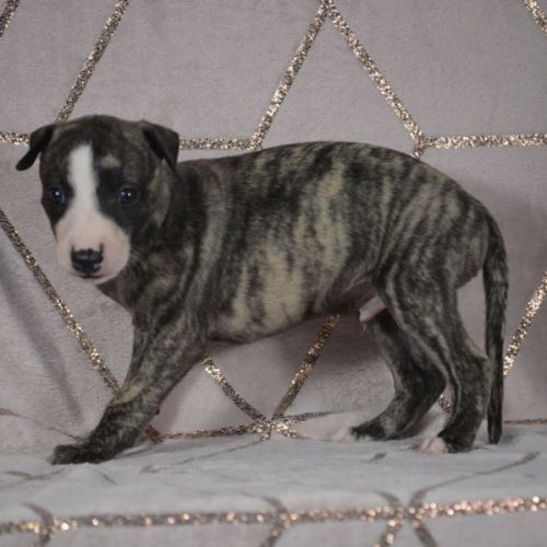 Whippets a vendre  ( reservé ) #2