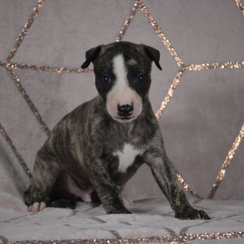 Whippets a vendre  ( reservé ) #3