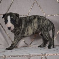 Whippets a vendre  ( reservé ) #2