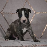 Whippets a vendre  ( reservé ) #3