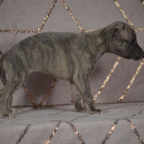 Whippets(reservée) #0