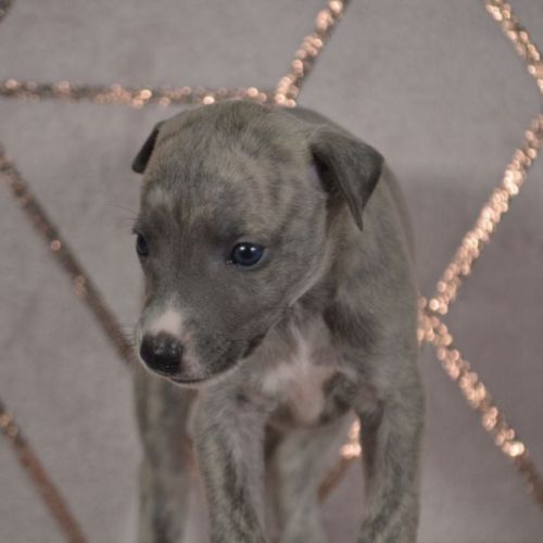 Whippets(reservée) #2