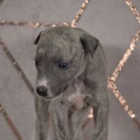 Whippets(reservée) #2