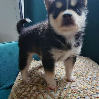 Magnifique femelle pomsky f2 #1