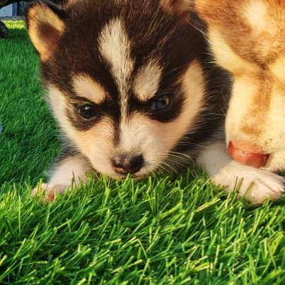 Magnifique femelle pomsky f2 #2