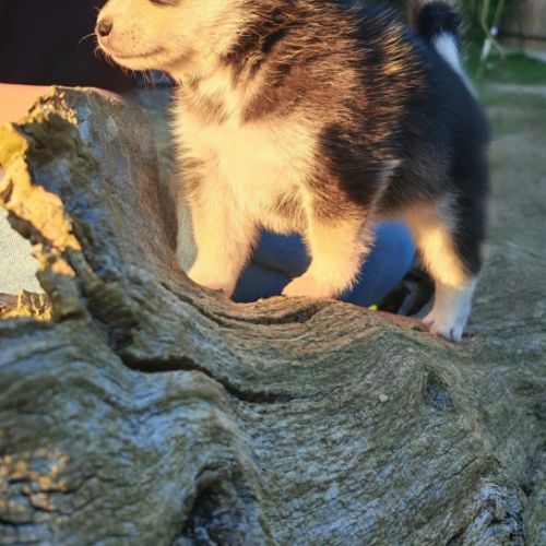Magnifique femelle pomsky f2 #0