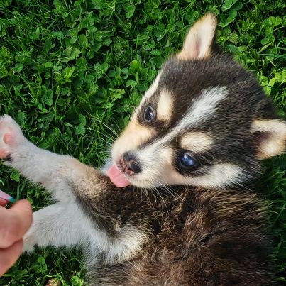 Magnifique femelle pomsky f2 #4