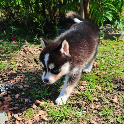 Magnifique femelle pomsky f2 #5