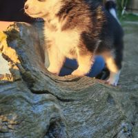 Magnifique femelle pomsky f2