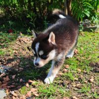 Magnifique femelle pomsky f2 #5