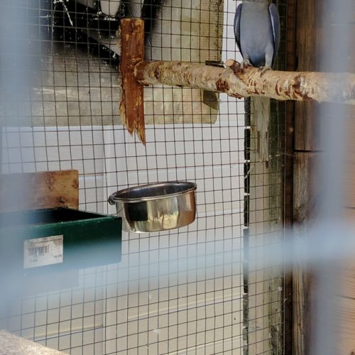 Perruche a collier #3