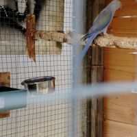 Perruche a collier #2