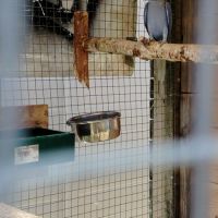 Perruche a collier #3