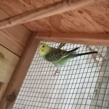 Jeunes perruches ondulées #2