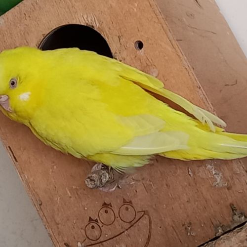 Jeunes perruches ondulées #4